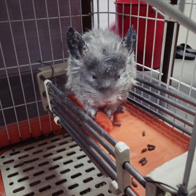 Chinchilla! Dunno why it looks so mangled :( cousin said it's the heat.